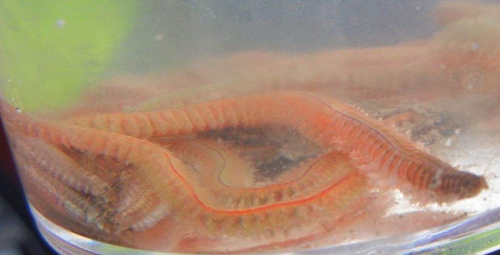 Estuary Ragworm
