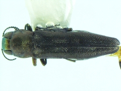 Agrilus prosopidis