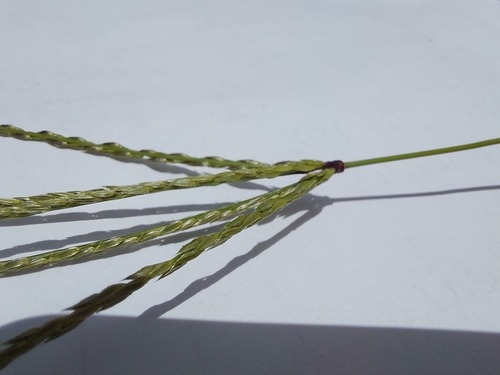 Image of Digitaria eriantha by (c) Manuel R Popp, some rights reserved (CC BY)