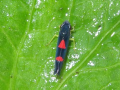 Pachitea subflava