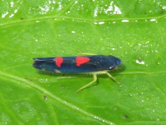 Pachitea subflava