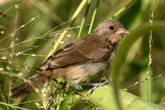 Sporophila caerulescens