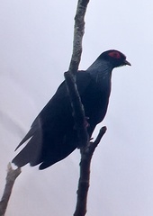 Alectroenas madagascariensis