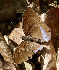 Euphaedra harpalyce harpalyce