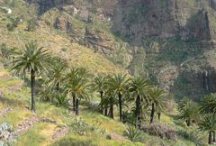 Phoenix canariensis image