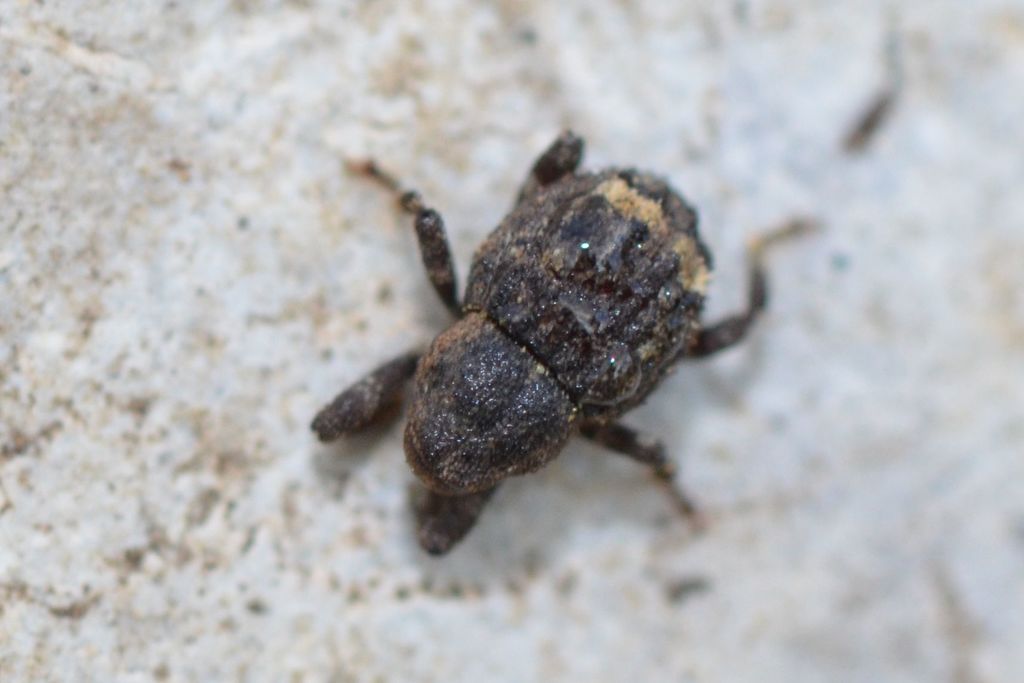 Echinodera hypocrita