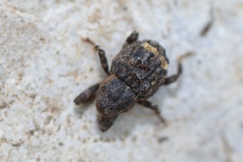 Echinodera hypocrita