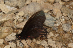 Mimoides phaon phaon