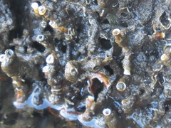 Ficopomatus enigmaticus