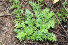 Selaginella pallescens