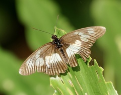Pseudacraea lucretia