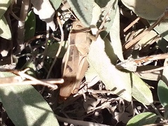 Acanthacris ruficornis