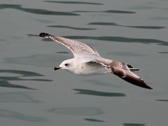 Larus michahellis