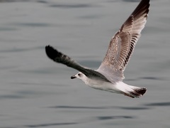 Larus michahellis