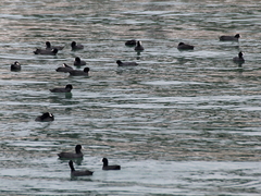 Fulica atra
