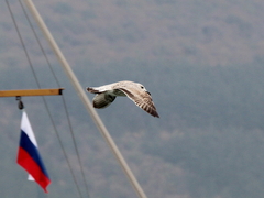 Larus