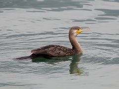 Phalacrocorax carbo