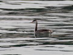 Podiceps cristatus