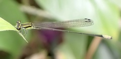 Pseudagrion melanicterum