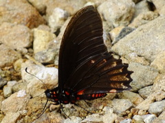 Mimoides phaon phaon