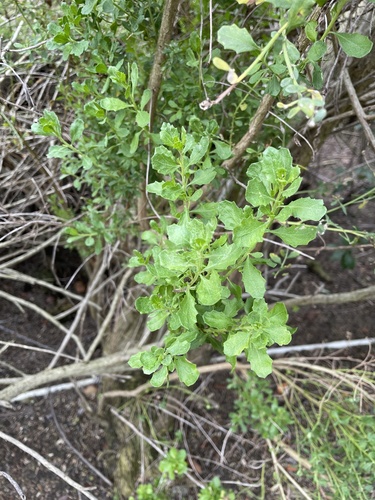 iNaturalist observation photo of coyote brush
