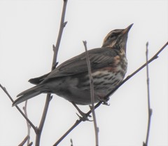 Turdus iliacus