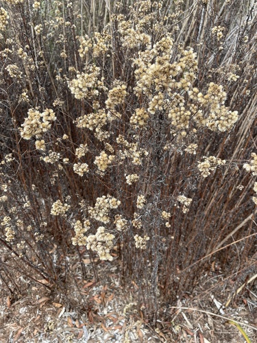 iNaturalist observation photo of Sunflowers, Daisies, Asters, and Allies