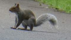 Sciurus carolinensis