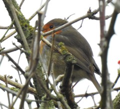 Erithacus rubecula