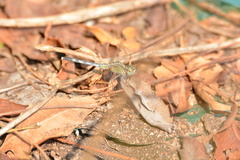 Diplacodes trivialis