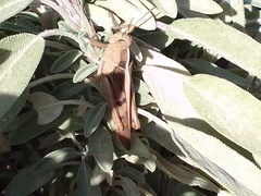 Acanthacris ruficornis