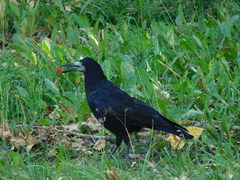 Corvus frugilegus