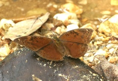 Bebearia mardania