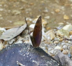 Bebearia mardania