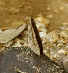 Bebearia mardania