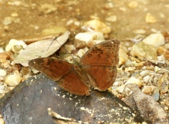 Bebearia mardania