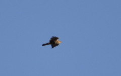 Buteo buteo