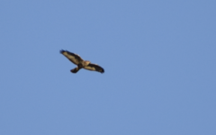 Buteo buteo