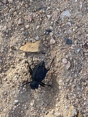 Philolithus aegrotus