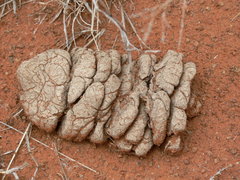 Connochaetes taurinus taurinus