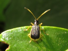 Paratriarius
