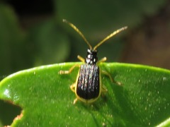 Paratriarius
