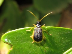 Paratriarius