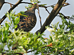 Streptopelia orientalis