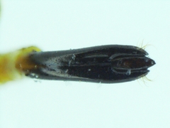 Agrilus prosopidis