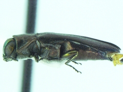 Agrilus prosopidis