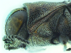 Agrilus prosopidis