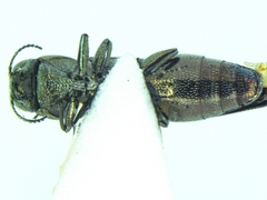 Agrilus prosopidis