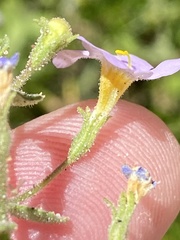 Chaenostoma pauciflorum