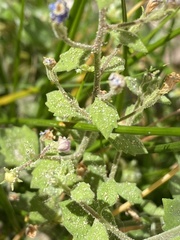 Chaenostoma pauciflorum